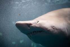 وفاة مراهق بعد أن هاجمته سمكة قرش