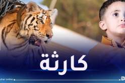 مأّساة تهز مواقع التواصل…نمر يفترس طفلاً بليبيا!
