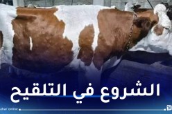 إقتناء الدفعة الأولى من لقاح مرض الجلد العقدي المعدي لدى الأبقار