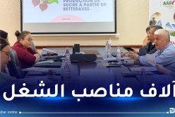 مشروع هام لإنتاج السكر في ورقلة