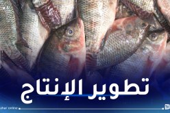 هذه شروط وكيفيات الإستفادة من العلاوة التحفيزية لمنتجي سمك البلطي