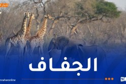 من بينها 83 فيلاً.. ذبح 723 حيوانا بريا وتوزيع لحومها على المحتاجين