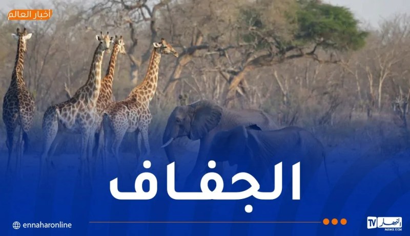 من بينها 83 فيلاً.. ذبح 723 حيوانا بريا وتوزيع لحومها على المحتاجين