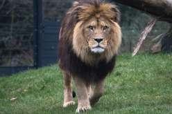 موظف حديقة حيوانات يجد نفسه محبوسًا في حظيرة بها أسود