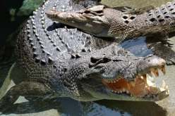 العثور على بقايا امرأة في بطن تمساح