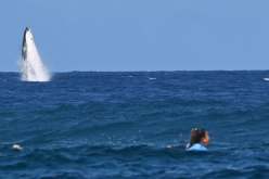 بالفيديو.. حوت ضخم يفاجئ راكبي الأمواج خلال أولمبياد باريس