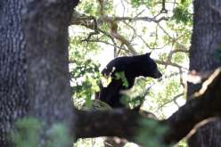 دب أسود يهاجم فتاة صغيرة في الولايات المتحدة