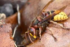 وفاة رجل بعد أن لدغته عدة دبابير