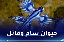 حظر السباحة في إسبانيا بسبب تنين البحر الأزرق