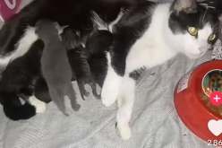 شاب يعذب قططه على المباشر في TikTok