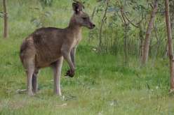 صادم.. أسترالي يعذب ويقتل 71 كنغرا