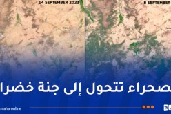 بعد هطول أمطار غزيرة.. الصحراء تكتسي حلة خضراء