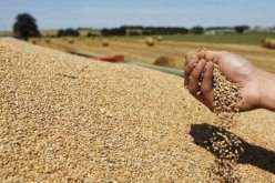 تحقيق الاكتفاء الذاتي من القمح الصلب في 2025