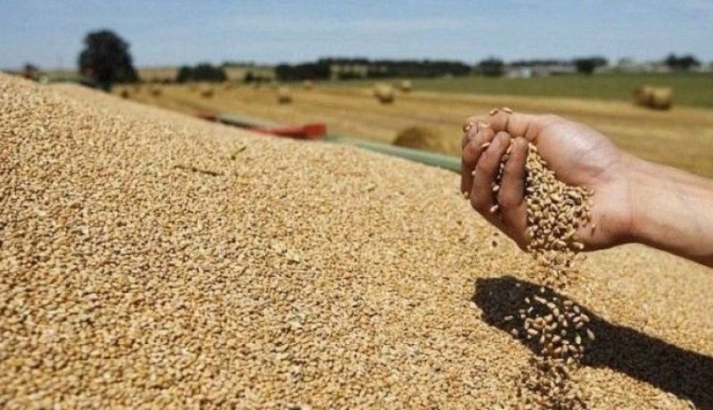 تحقيق الاكتفاء الذاتي من القمح الصلب في 2025