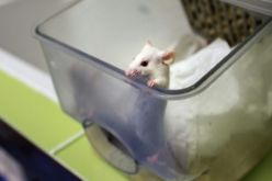 علماء ينجحون في جعل جلد الفئران شفافا!