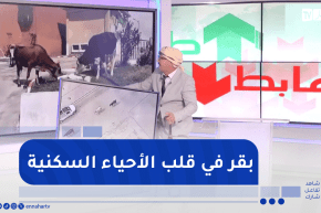 طالع هابط : بقر وسط العمارات والأحياء السكنية بالمدينة الجديدة ذراع الريش بعنابة
