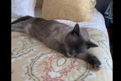 اختفى 60 يوما.. قط يعثر على أصحابه بعد قطع مسافة 1300 كيلومتر