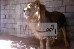 غرداية.. حجز أسد إفريقي بالڨرارة