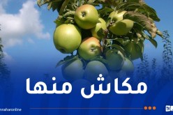 بلاغ هام حول تسقيف أسعار التفاح