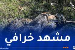 فيديو صادم.. ثعبان ضخم يلتهم غزال كامل!