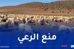 هذا سبب منع الرعي في بشار