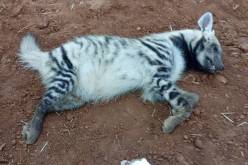 بالصور.. دفن وحرق الضبع المخطط بواد تليلات في وهران