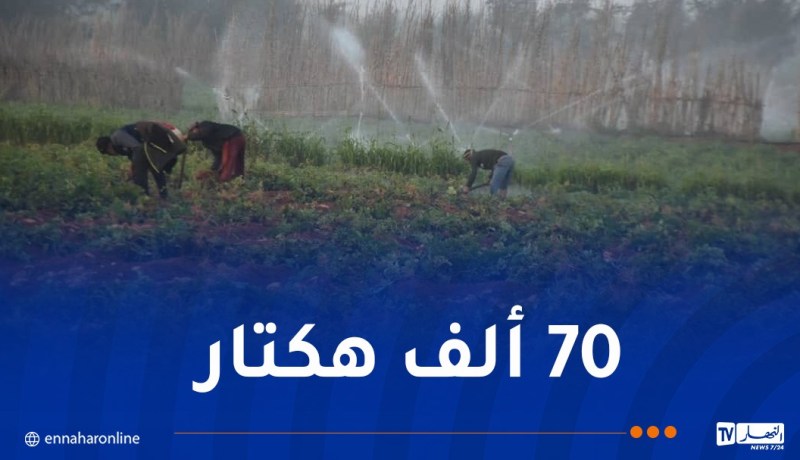 رفع المساحات الموجهة لزراعة البطاطا والتحضير لرمضان مسبقا