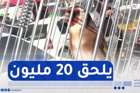 مصنف كأفضل سلالة عالميا..المقنين الجزائري بأسعار خيالية