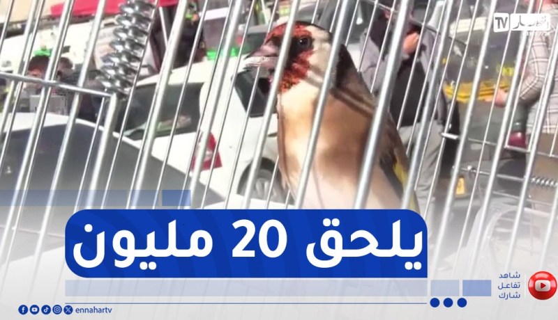 مصنف كأفضل سلالة عالميا..المقنين الجزائري بأسعار خيالية