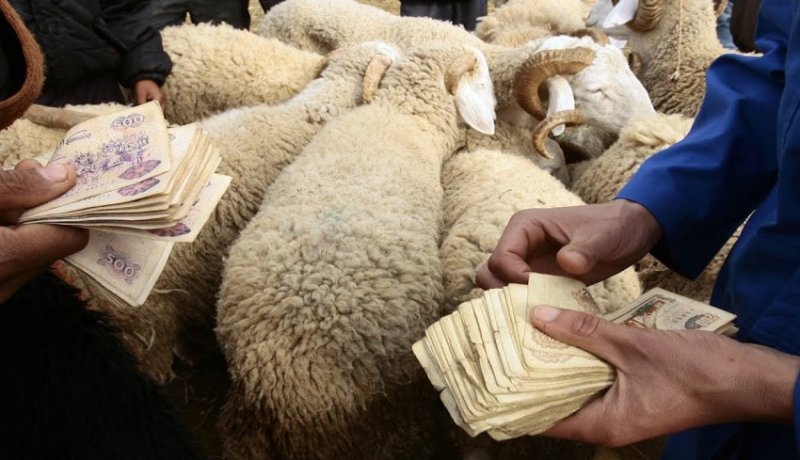 المدية.. إعادة فتح أسواق المواشي بهذه الشروط