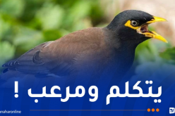 طائر المينا.. هذا ما تم رصده والكشف عن إجراءات القضاء عليه