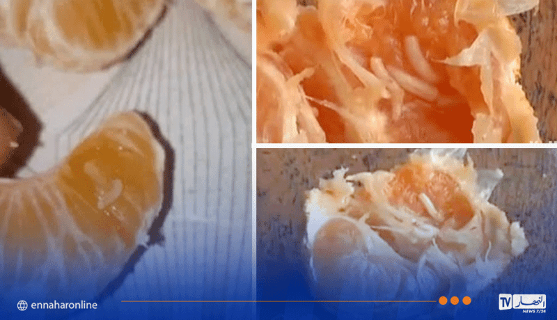 الديدان في المندرين.. المختصون والخبراء يكشفون