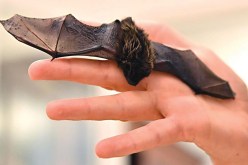 تفاصيل مروعة.. عضة “خفاش” تودي بحياة أستاذة