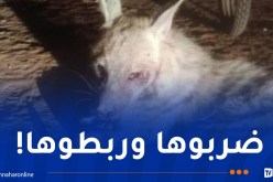تيارت.. إسعاف ضبع تعرض للتقييد والضرب!