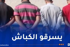 أم البواقي: توقيف 4 أشخاص واسترجاع 13 رأس غنم