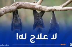 الخفافيش تُهدد بفيروس مُميت