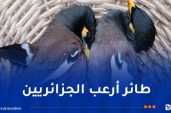 تواصل حملة القضاء على طائر المينا الخطير