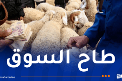 20 بالمئة نسبة تراجع أسعار الكباش واللحوم بـ250 ألف في رمضان