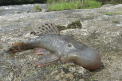 بالصور.. اكتشاف 27 نوعًا جديدًا من الحيوانات