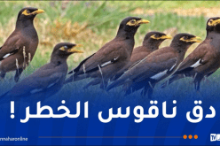 طائر المينا يرعب الجزائريين..محافظات الغابات توضح وتدعو !
