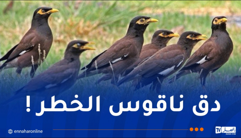 طائر المينا يرعب الجزائريين..محافظات الغابات توضح وتدعو !