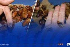 مطار قسنطينة.. ضبط كمية من الذهب مخبأة داخل التمر و19200 أورو