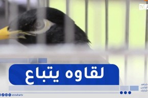 سيدي بلعباس : محافظة الغابات تحجز”طائر مينا” كان معروضا للبيع