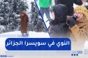 شاهد.. النوي في الميدان من جبال سويسرا الجزائر
