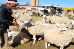 غلق أسواق الماشية في هذه الولاية
