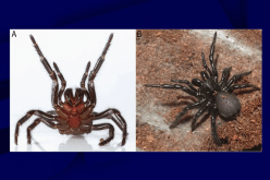 اكتشاف نوع جديد من العناكب “كبير الحجم بشكل غير عادي”