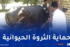 قريبا.. استيراد أكثر من 2 مليون لقاح ضد الحمى القلاعية