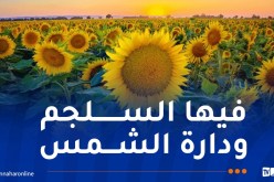 300 ألف هكتار لزراعة البذور الزيتية في آفاق 2028