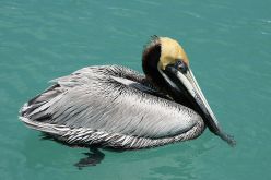 رصد لأول مرة طائر البجع الرمادي بسد حمام قروز بوادي العثمانية بميلة