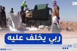 مشاهد مؤلمة لموال يودع أغنامه بعد نفوقها بالنعامة